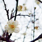 清大梅園