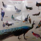 碧涵軒帝雉生態館