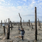 福寶濕地漂流木