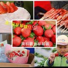 南科觀光草莓園(南科高架草莓園)