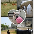 快樂狗寵物旅館