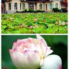 金山賞牡丹蓮