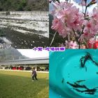 松鶴部落松滋露營區