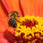 大竹路花海世界