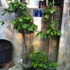 禎蒼館