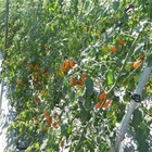 唐先生施太太美濃澄蜜蕃茄