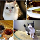 Ba han han non 好茶咖啡工作室