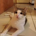 北濱喵老大咖啡