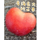 看海長大的芒果