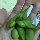 枝豆桑鹽味毛豆(富琳國際有限公司)