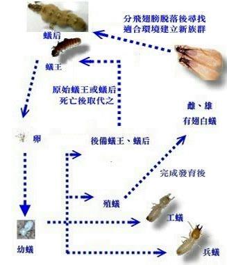 誼新白蟻除蟲消毒公司