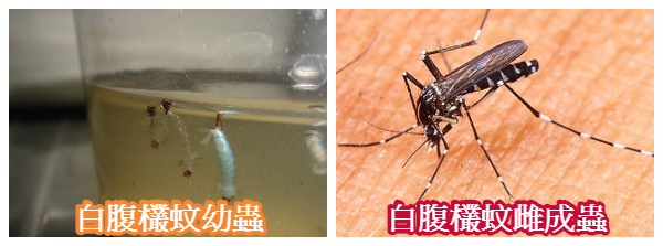 防蚊子 Mosquitoes