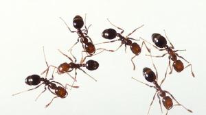 除螞蟻(Ants)