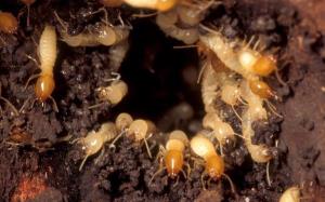 除白蟻(Termite)