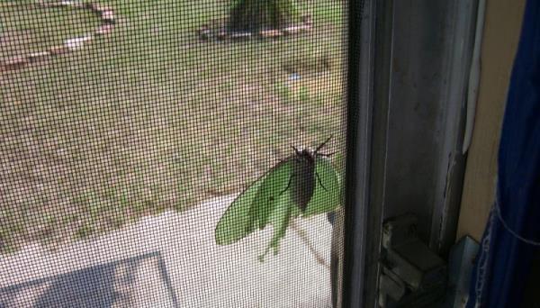 紗窗紗門阻擋蚊蟲異物侵入