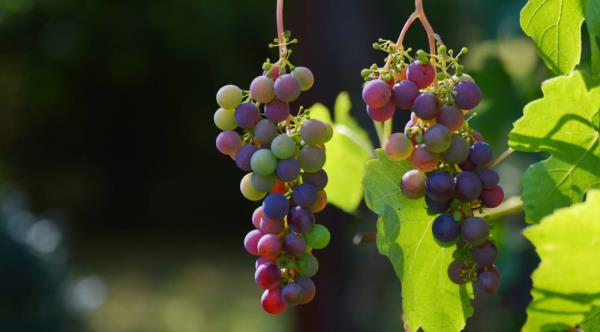 可以自家釀造葡萄酒，但是葡萄品質講求「新鮮」